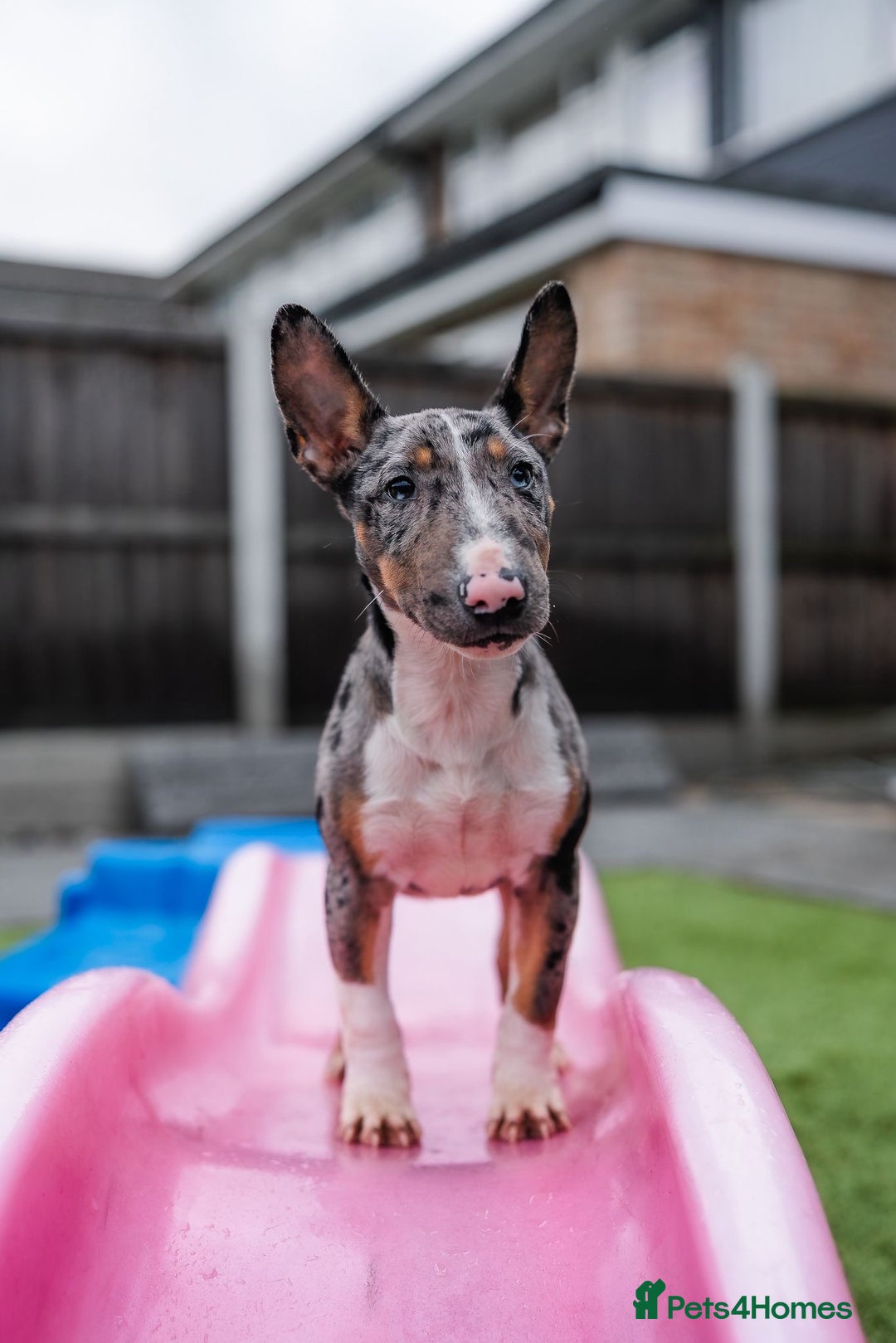 Miniature Bull terrier dogs for sale: Exotic 🎨 Miniature 🧬 Bullterrier Puppies 🐶 - Advert 2