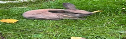 Mini Lop rabbits for sale: Mini lops ready to go - Advert 11