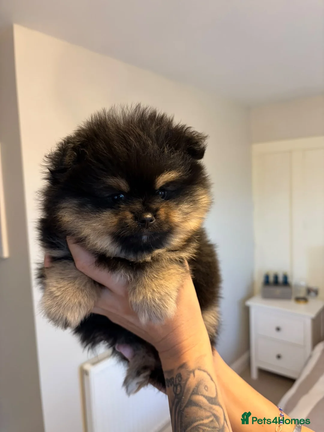Pomeranian dogs for sale: Miniature Pomeranian Puppys in Redditch - Advert 1