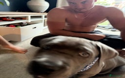 Cane Corso dogs for sale: Came Corao Pup - Image 6