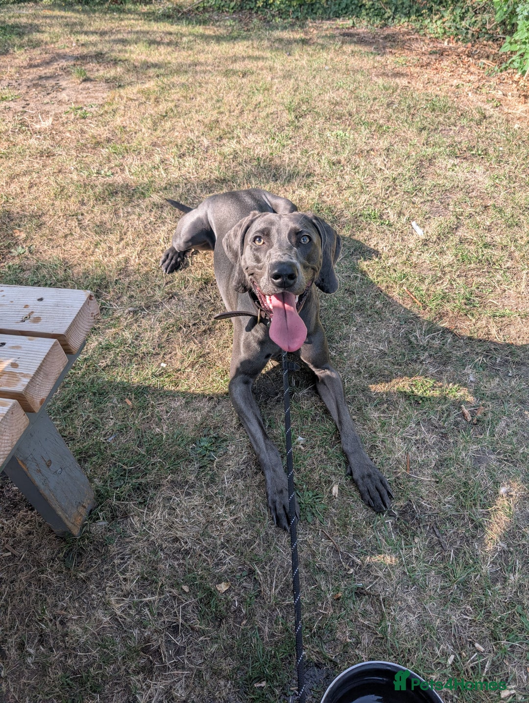 Weimaraner dogs for stud: Otto Weimaraner for Stud  - Advert 4