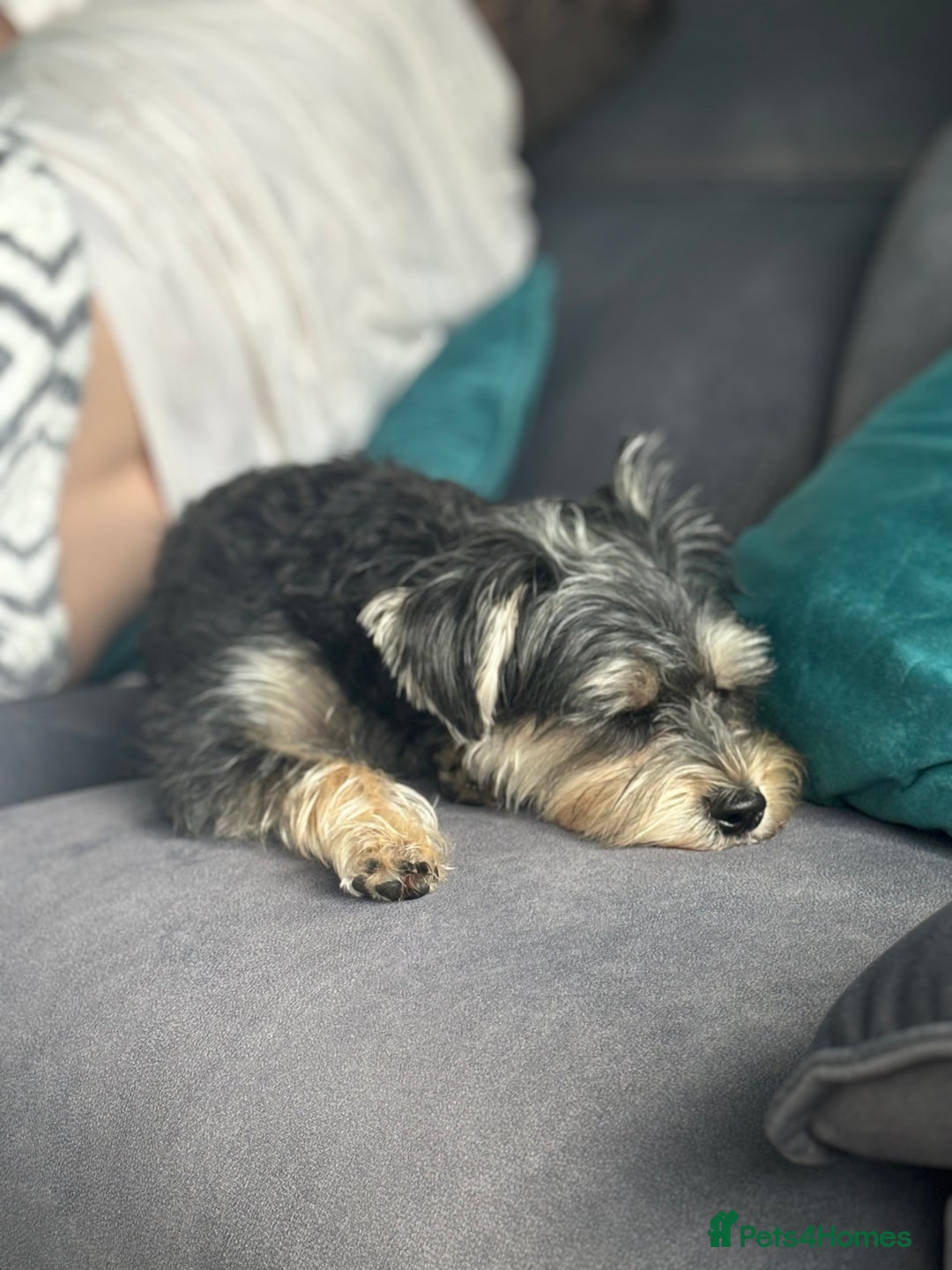 Mixed Breed dogs for sale: 2x gorgeous Male Morkiepoos for sale - Image 7