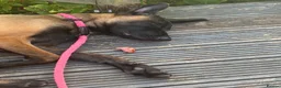 Belgian Shepherd Dog dogs for sale: Belgian Malinois  - Advert 6