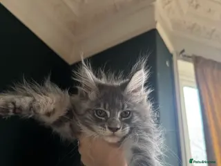 Maine Coon cats 2 Maine coon TICA reg females✨ - Advert 2