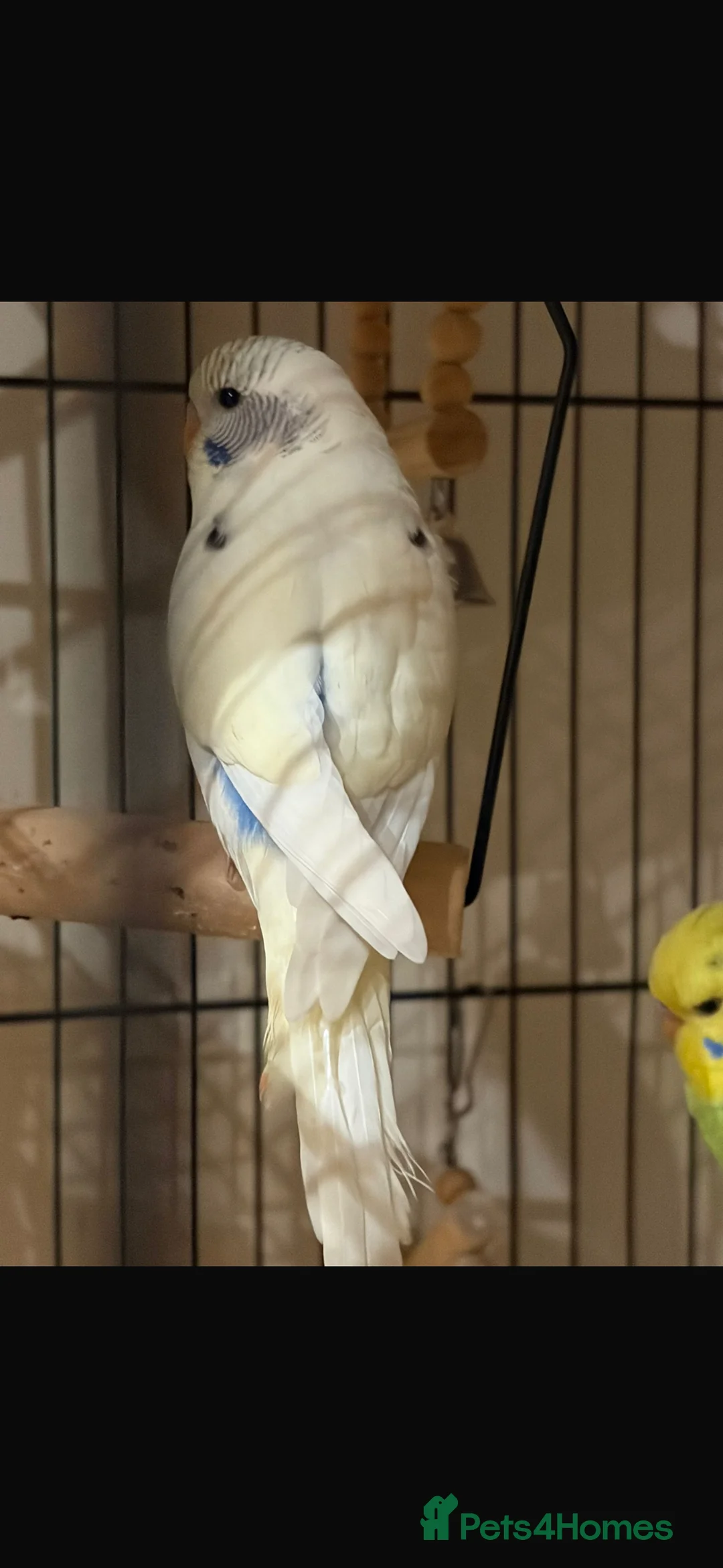 Budgerigars birds for sale: Unique Male Budgie - Advert 3