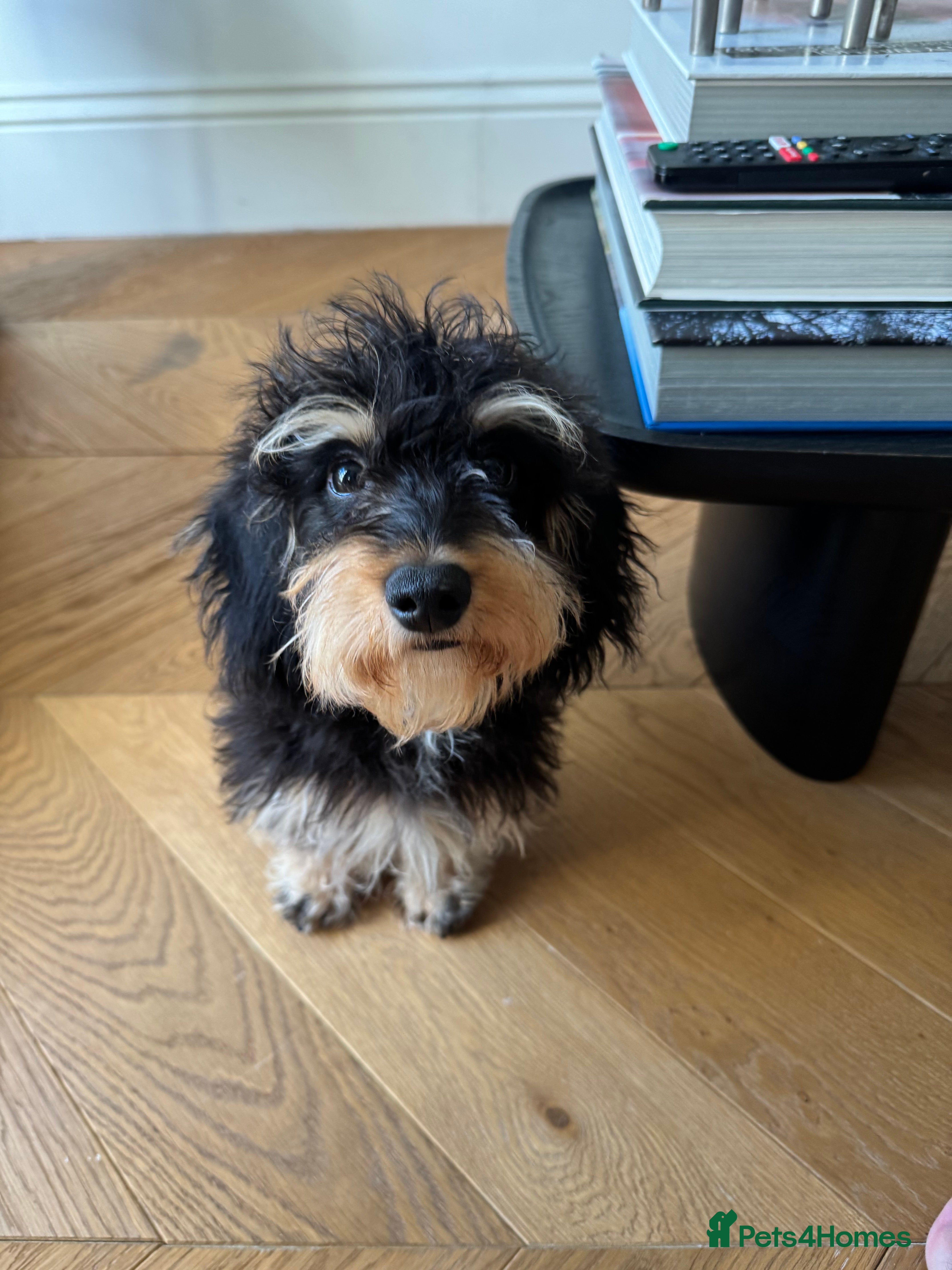 Doxiepoo dogs Beautiful Doxiepoo puppy  - Advert 2