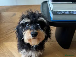 Doxiepoo dogs Beautiful Doxiepoo puppy - Advert 2