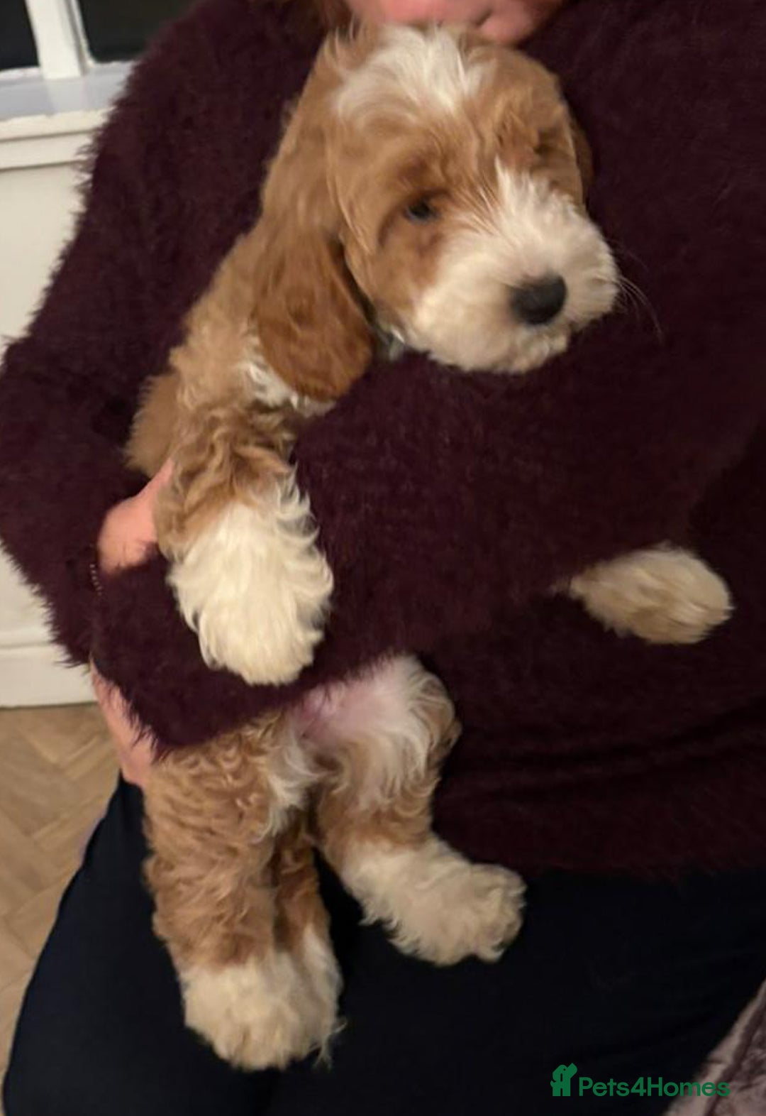 Australian Labradoodle dogs for sale: Australian Labradoodles for Sale - Advert 18