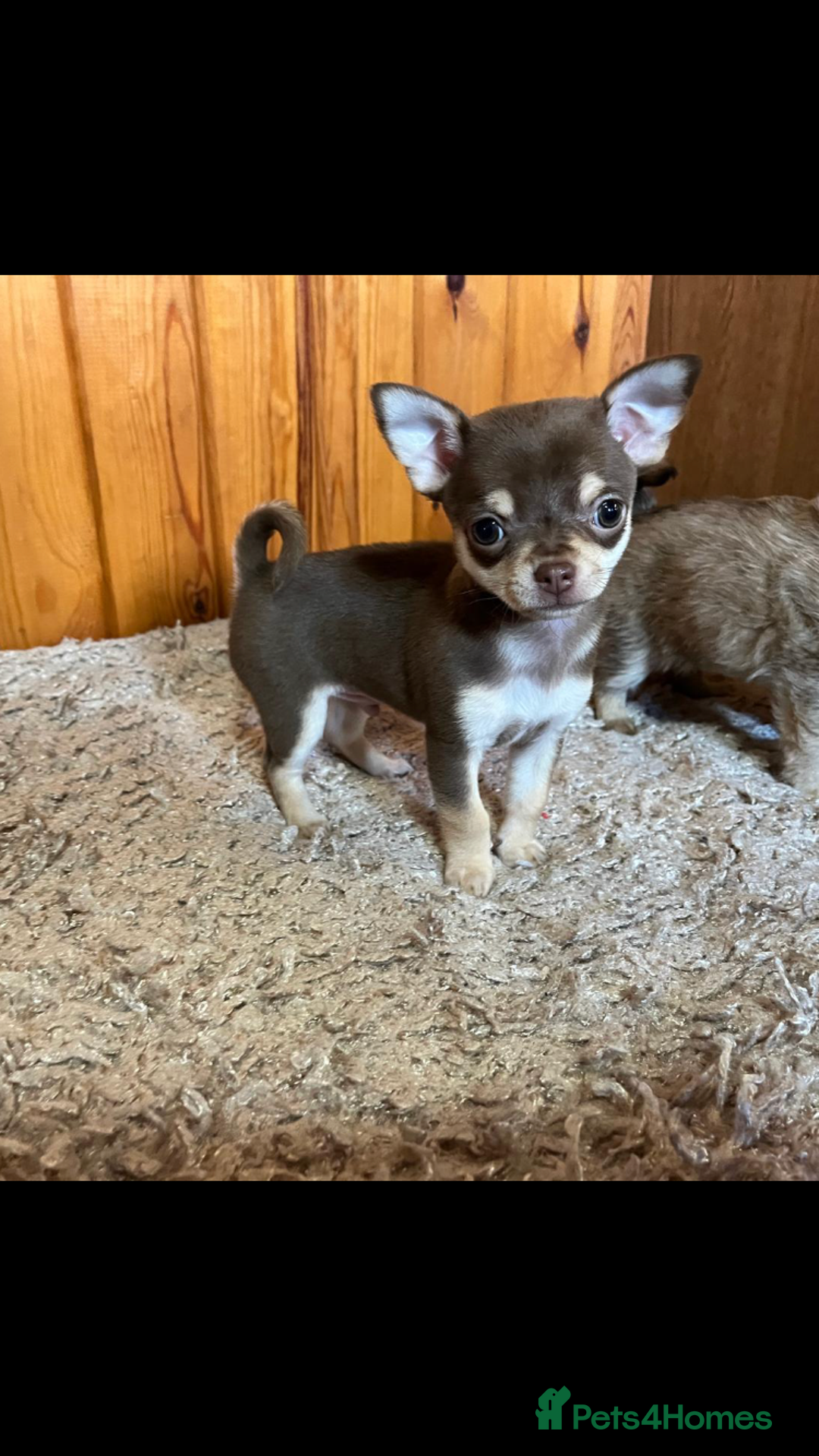 Chihuahua dogs for sale: 💥Adorable puppies💥 - Image 6