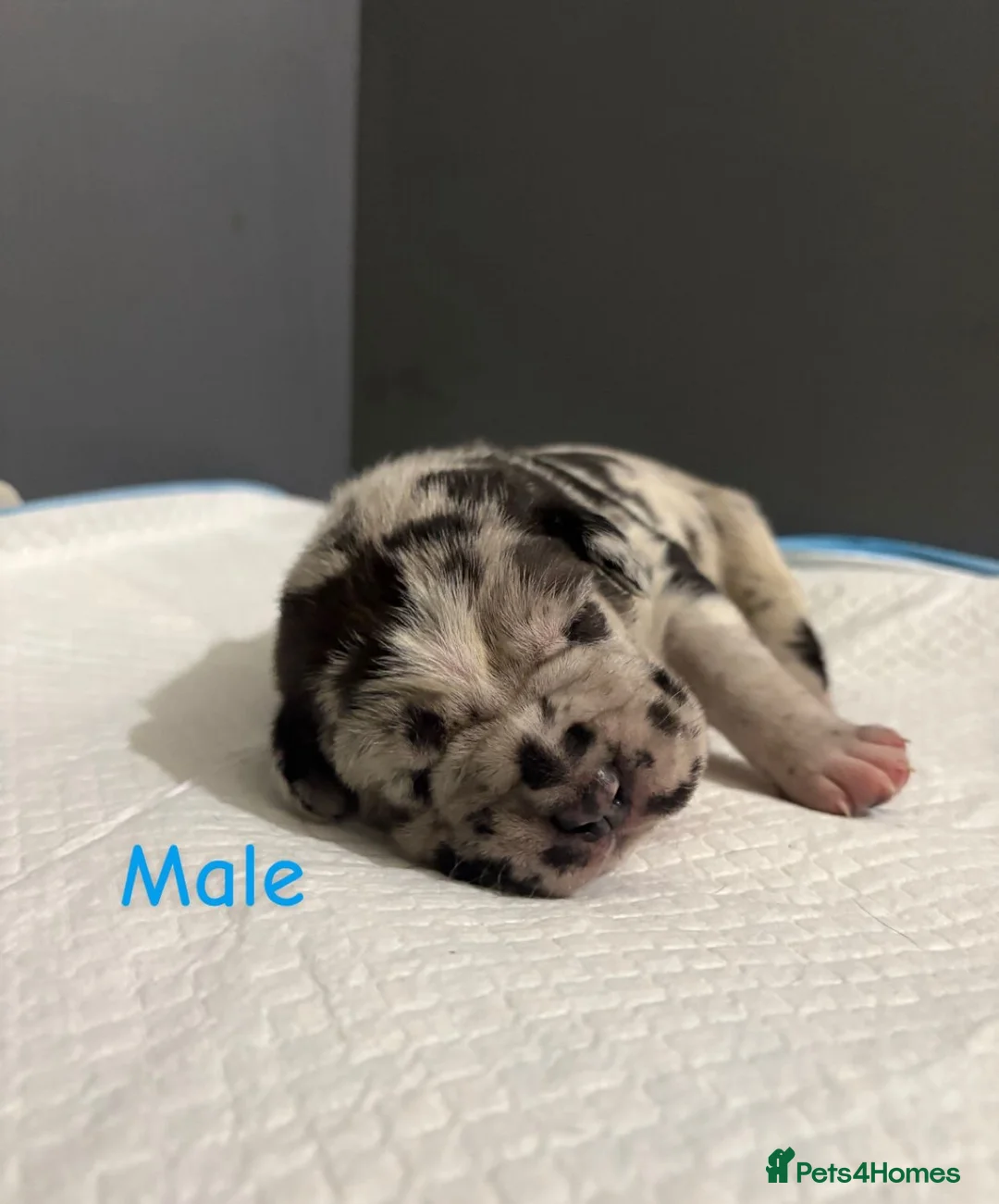 Mixed Breed dogs for sale: Stunning litter of 7 Presa Canario X Bandog - Advert 14