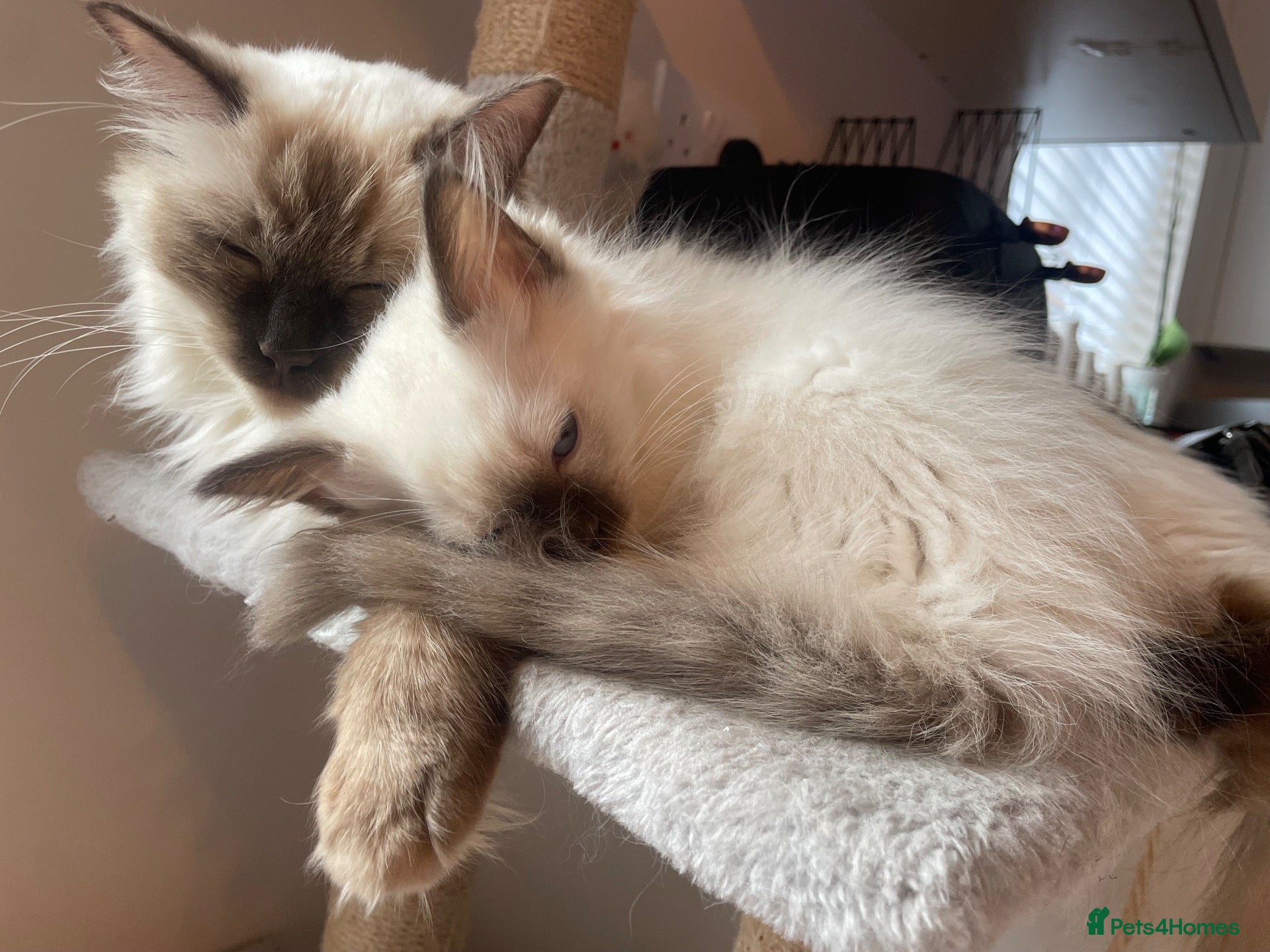 Ragdoll cats for sale: GCCF and TBRCC Registered Ragdoll Breeder Litter   - Advert 13