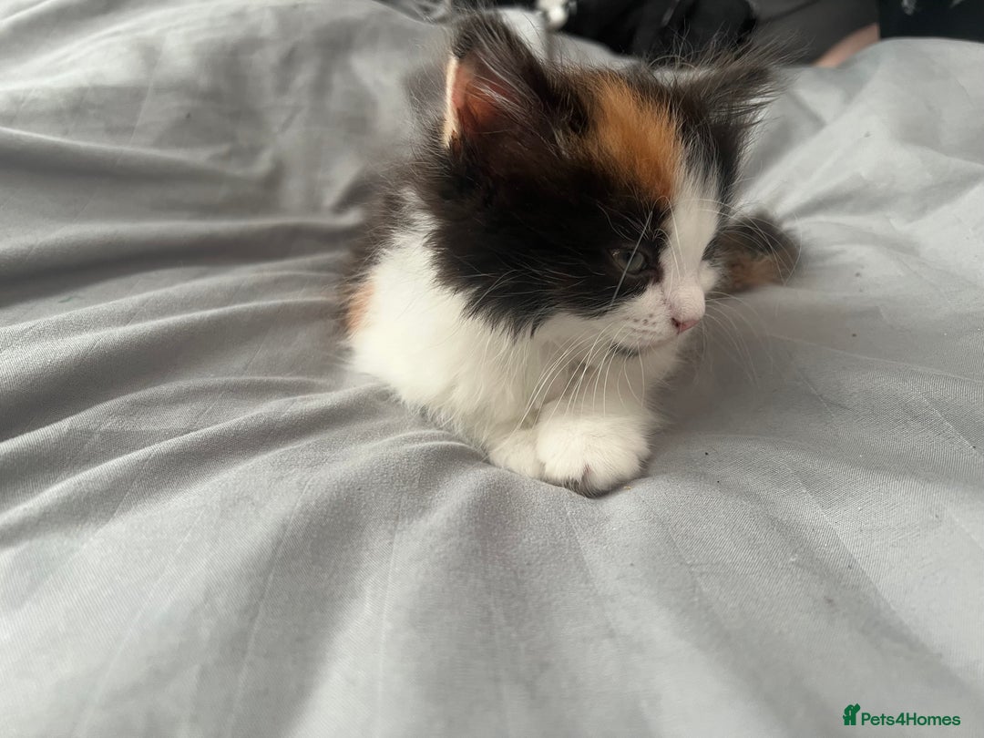 Mixed Breed cats for sale: Calio Kitten Female 2 Months Old - Image 9
