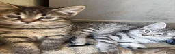 Siberian cats for sale: Beautiful Siberian cross kittens  - Advert 16