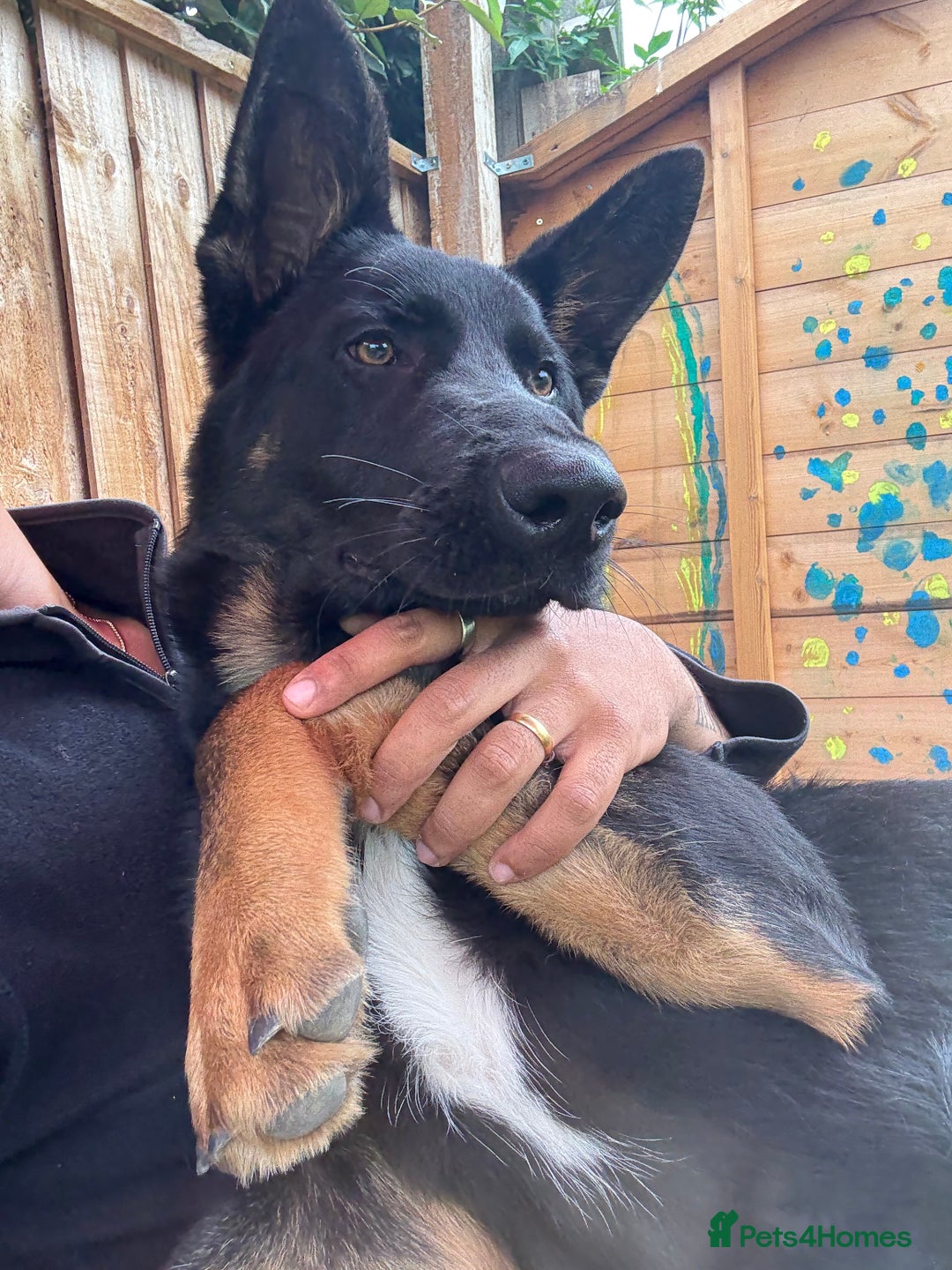 German Shepherd dogs for sale: MAXIMUS/ PEDIGREE GSD/ KENNEL CLUB REGISTERED/ - Image 5