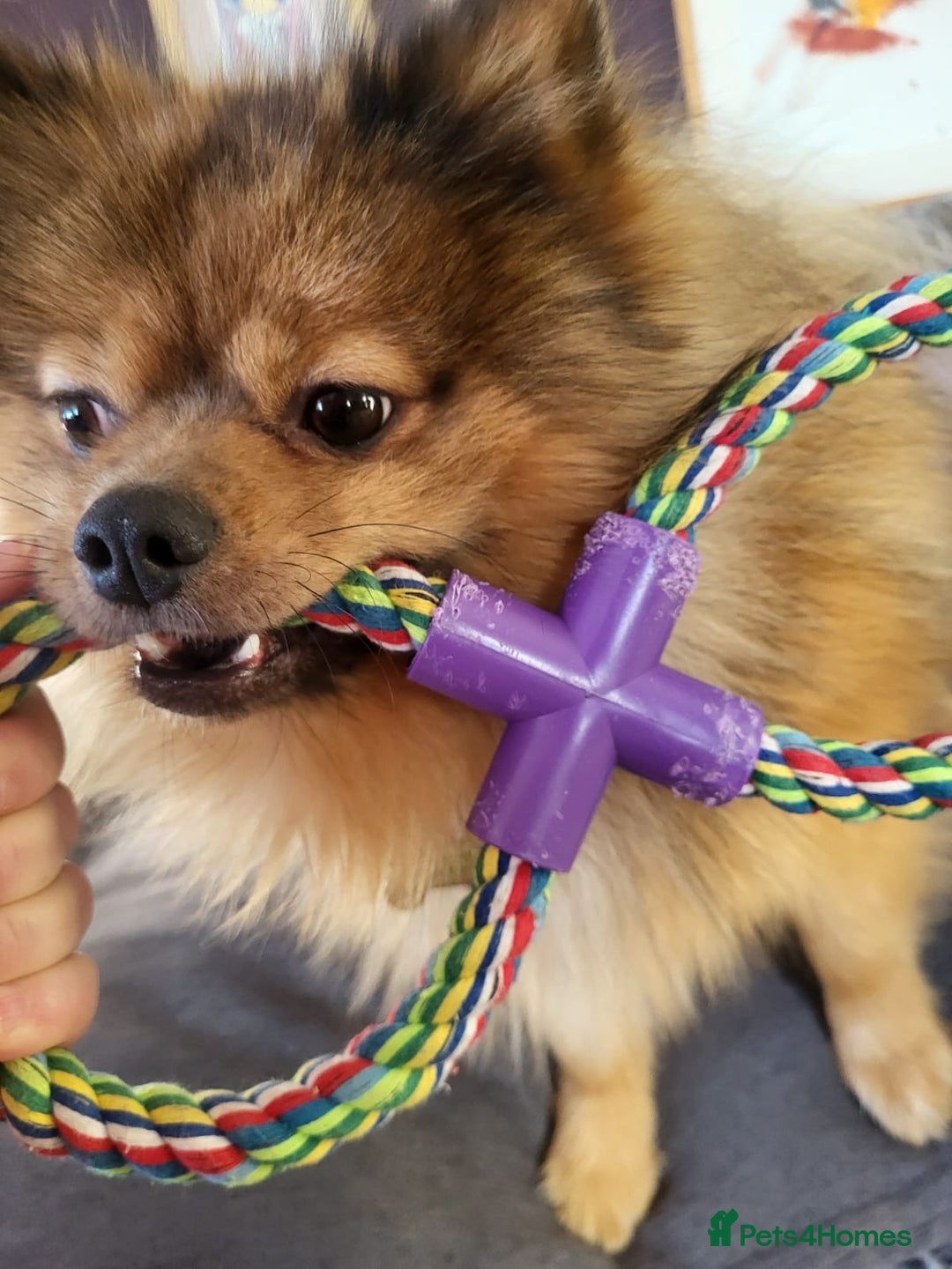 Pomeranian dogs for sale: Pomeranian boy (Bruno) - Advert 5