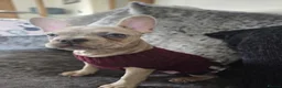 French Bulldog dogs for sale: Beautiful peggy 6month old French bulldog  - Advert 5