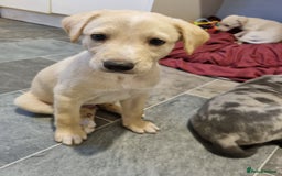 Lurcher dogs for sale: 5 lurcher pups looking for forever homes - Image 2