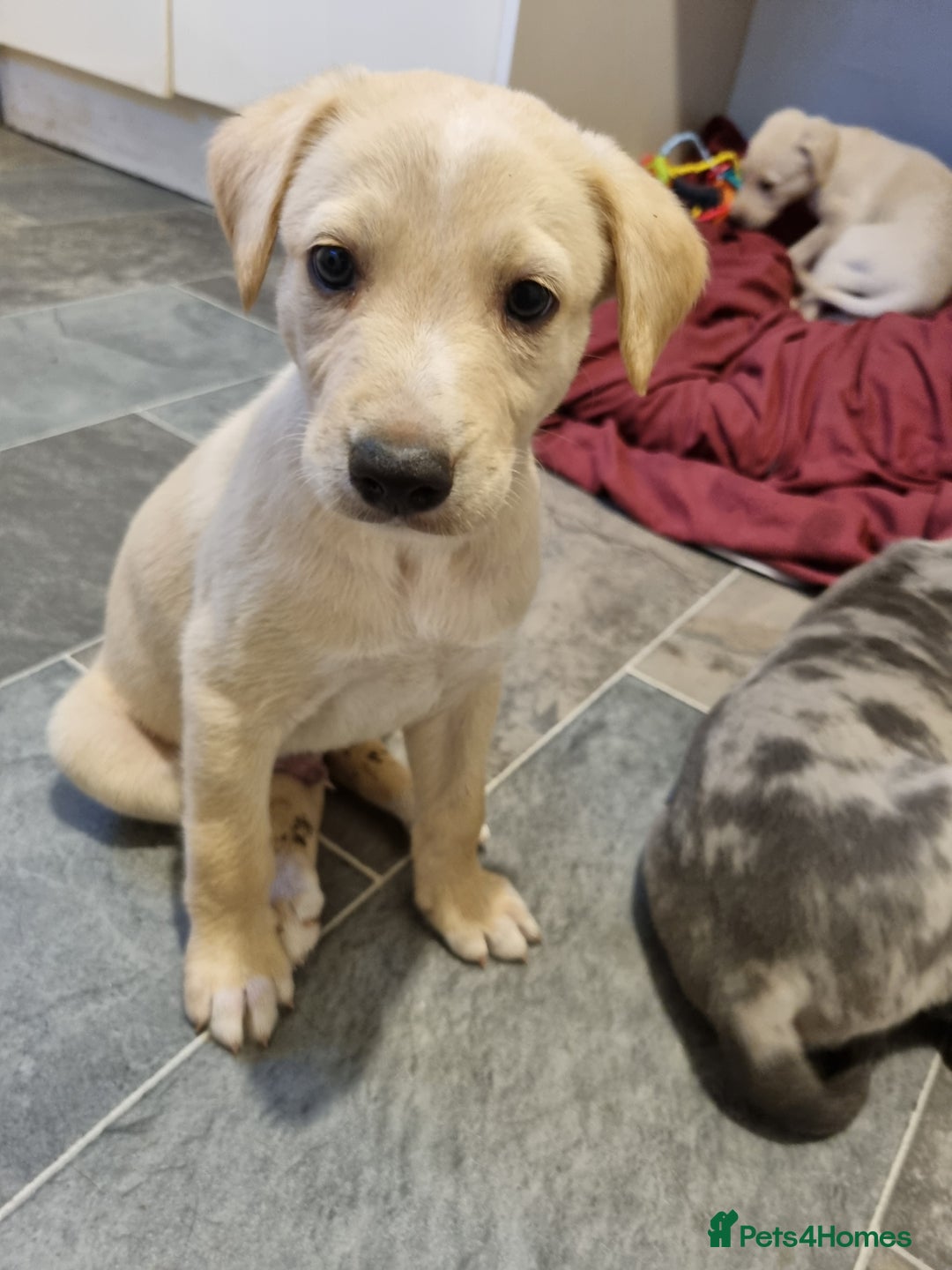 Lurcher dogs for sale: 5 lurcher pups looking for forever homes - Image 2