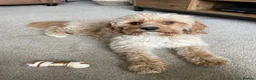 Cavapoo dogs for stud: Proven Toy Cavapoo Stud Extensively Health Checked in Preston - Advert 5