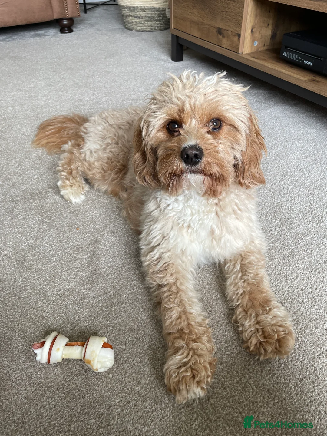 Cavapoo dogs for stud: Proven Toy Cavapoo Stud Extensively Health Checked in Preston - Advert 5