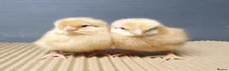 Chickens poultry for sale: Female chicks for sale  - Advert 3