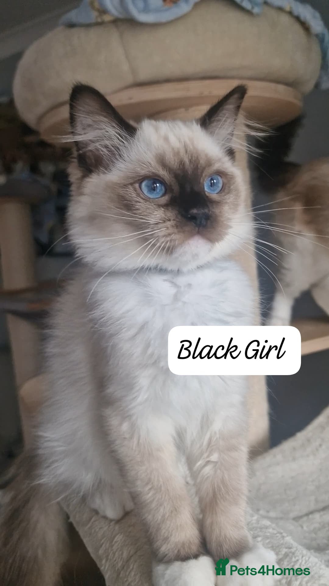 Ragdoll cats Last 3 Luxury Kittens left -European line Ragdoll - Advert 3