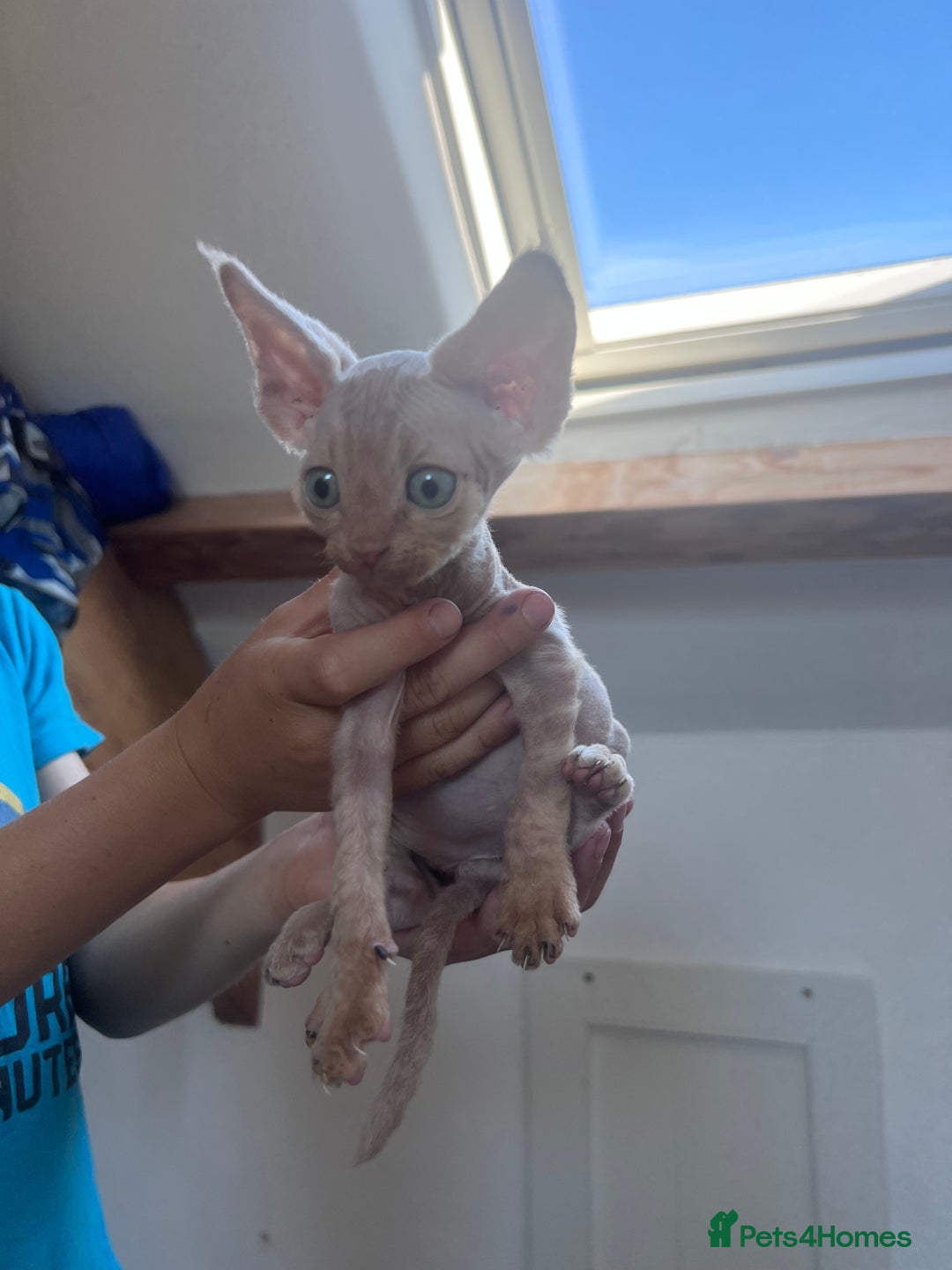 Devon Rex cats for sale: 1 girl left. Stunning Devon Rex GCCF kittens  - Image 6