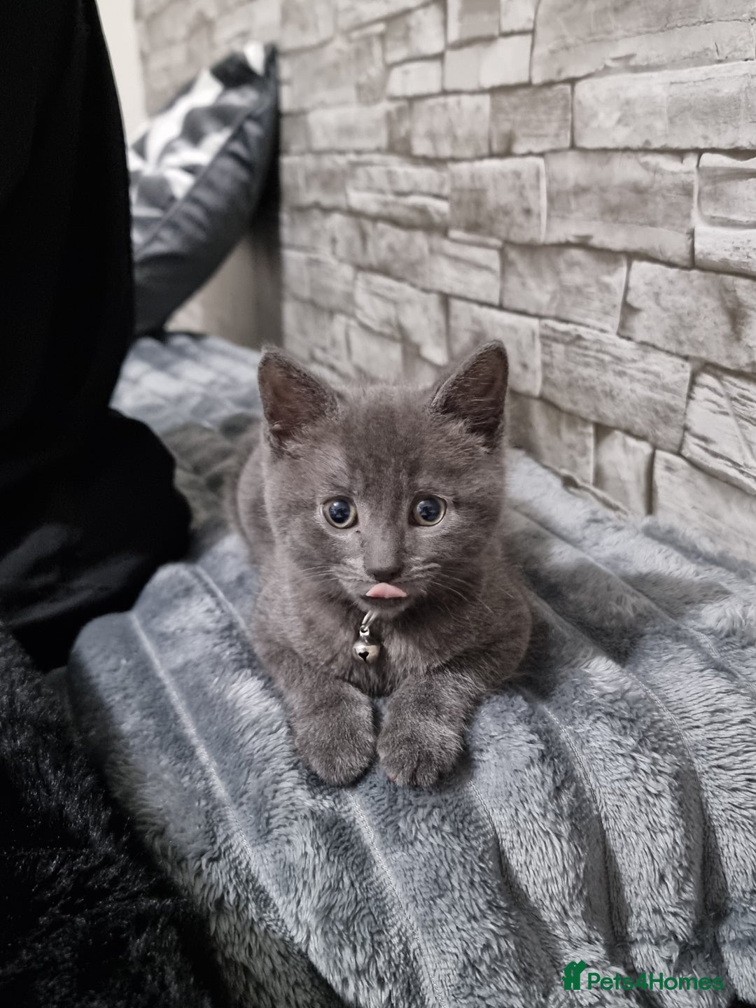 Mixed Breed cats for sale: Beautiful British blue cross Russian blue kitten - Advert 4
