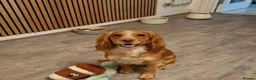 Cocker Spaniel dogs for sale: 🐾WAITING LIST- Working Cocker Spaniel Puppies🐾 - Advert 3