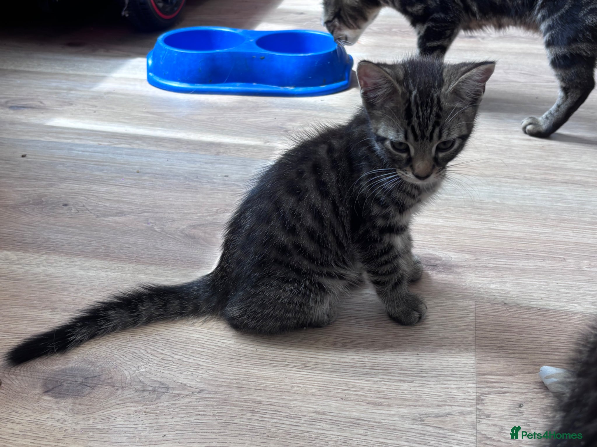 Mixed Breed cats 2 female kittens  - Advert 1