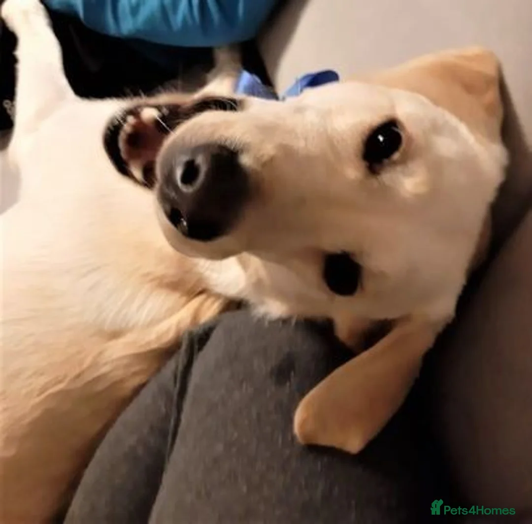 Labrador Retriever dogs for sale: stunning labrador retriever girl in Edinburgh - Advert 2