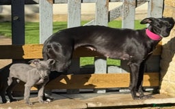 Whippet dogs for sale: Beautiful Whippet Puppy for sale! - Image 2