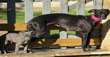 Whippet dogs - Advert 16
