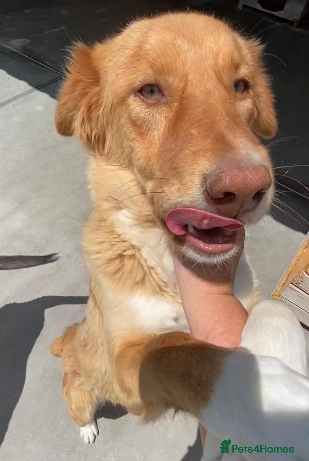 Mixed Breed dogs for adoption: Brambling, 1.5 yrs old. Available for adoption. in Brixham - Image 6