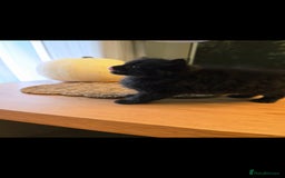 Mixed Breed cats for sale: Mixed black female kittens  - Image 13