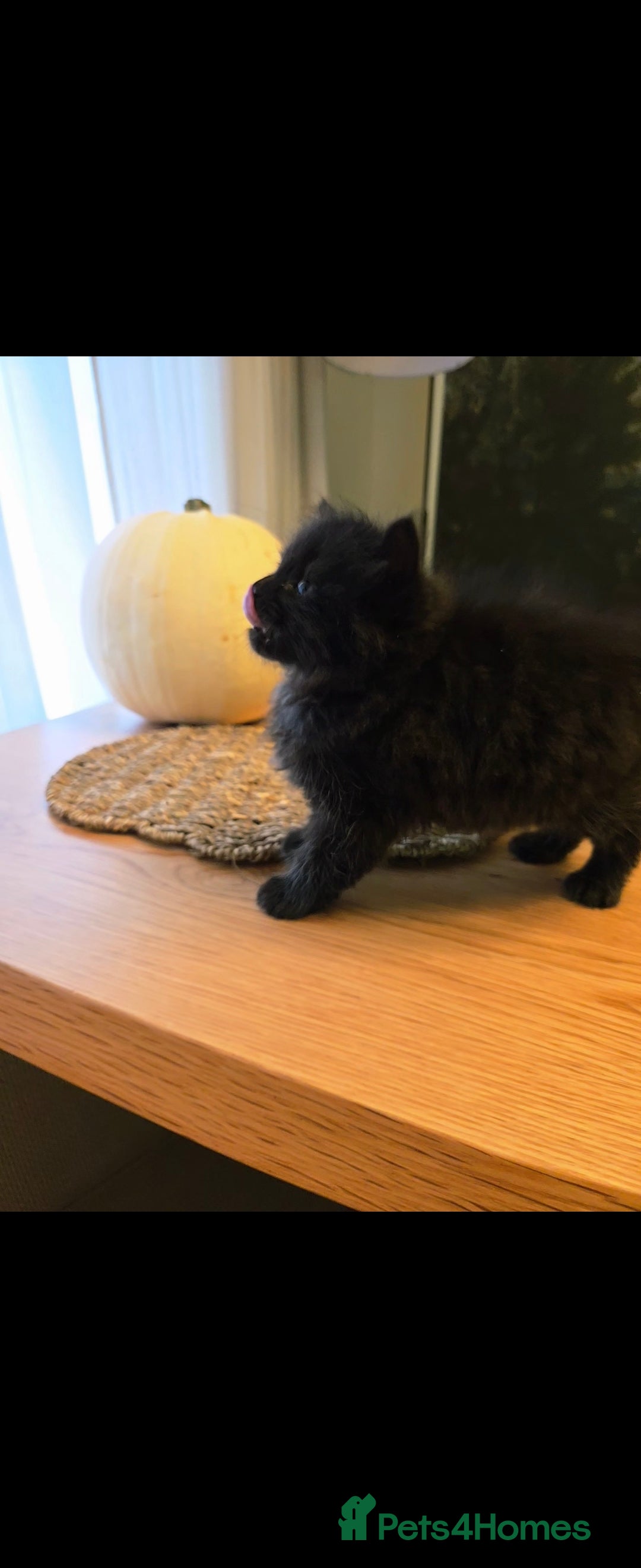 Mixed Breed cats for sale: Mixed black female kittens  - Image 13