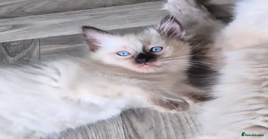 Ragdoll cats - Advert 12