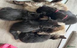Mixed Breed cats for sale: ✨ The Midnight Magic – Ready to Steal Your Heart  - Image 5