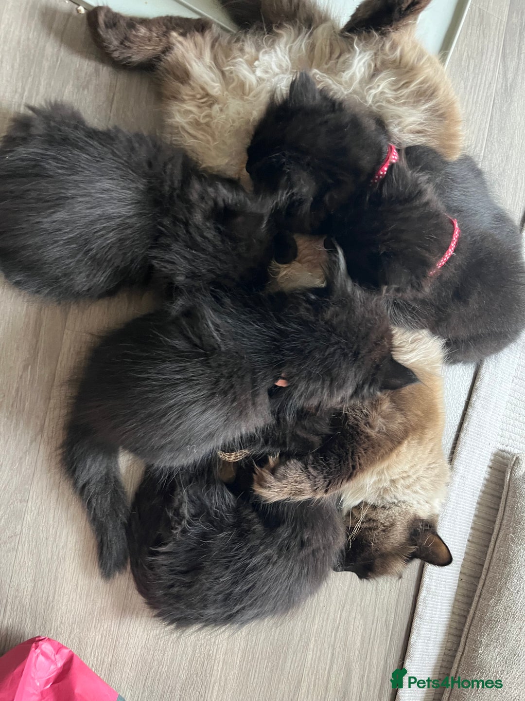 Mixed Breed cats for sale: ✨ The Midnight Magic – Ready to Steal Your Heart  - Image 5