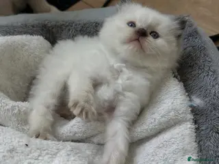 Ragdoll cats TICA Registered Chocolate Point Ragdoll kitten 🤎 - Advert 6