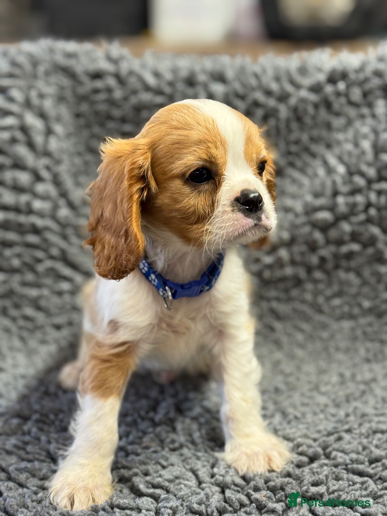 Cavalier King Charles Spaniel dogs Cavalier King Charles  - Advert 2