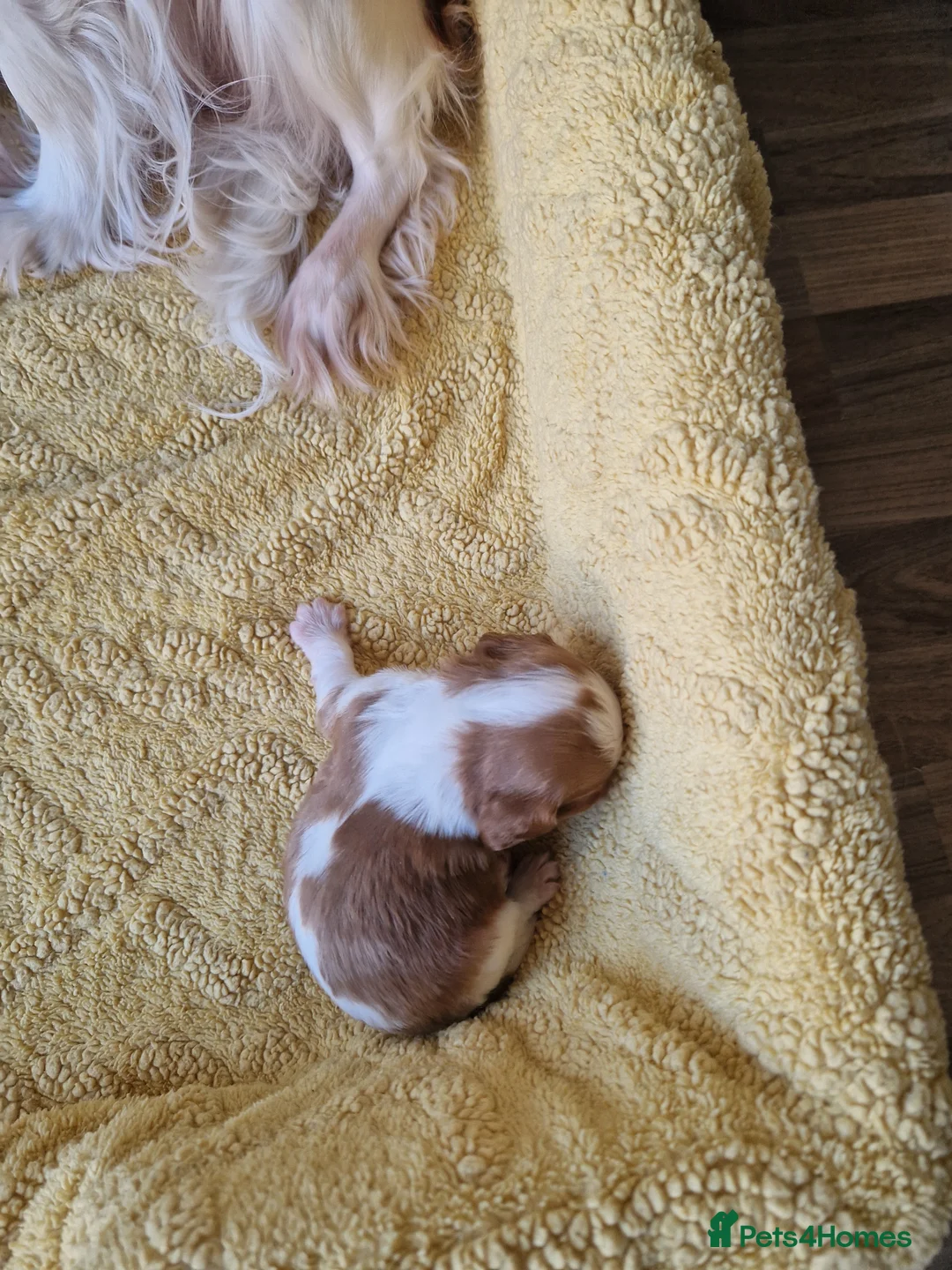 Cavalier King Charles Spaniel dogs for sale: Cavalier King Charlies - Advert 3