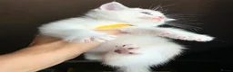Munchkin cats for sale: Scottish Kilts ( MUNCHKIN FOLD) kittens 😸  in Gloucester - Advert 13