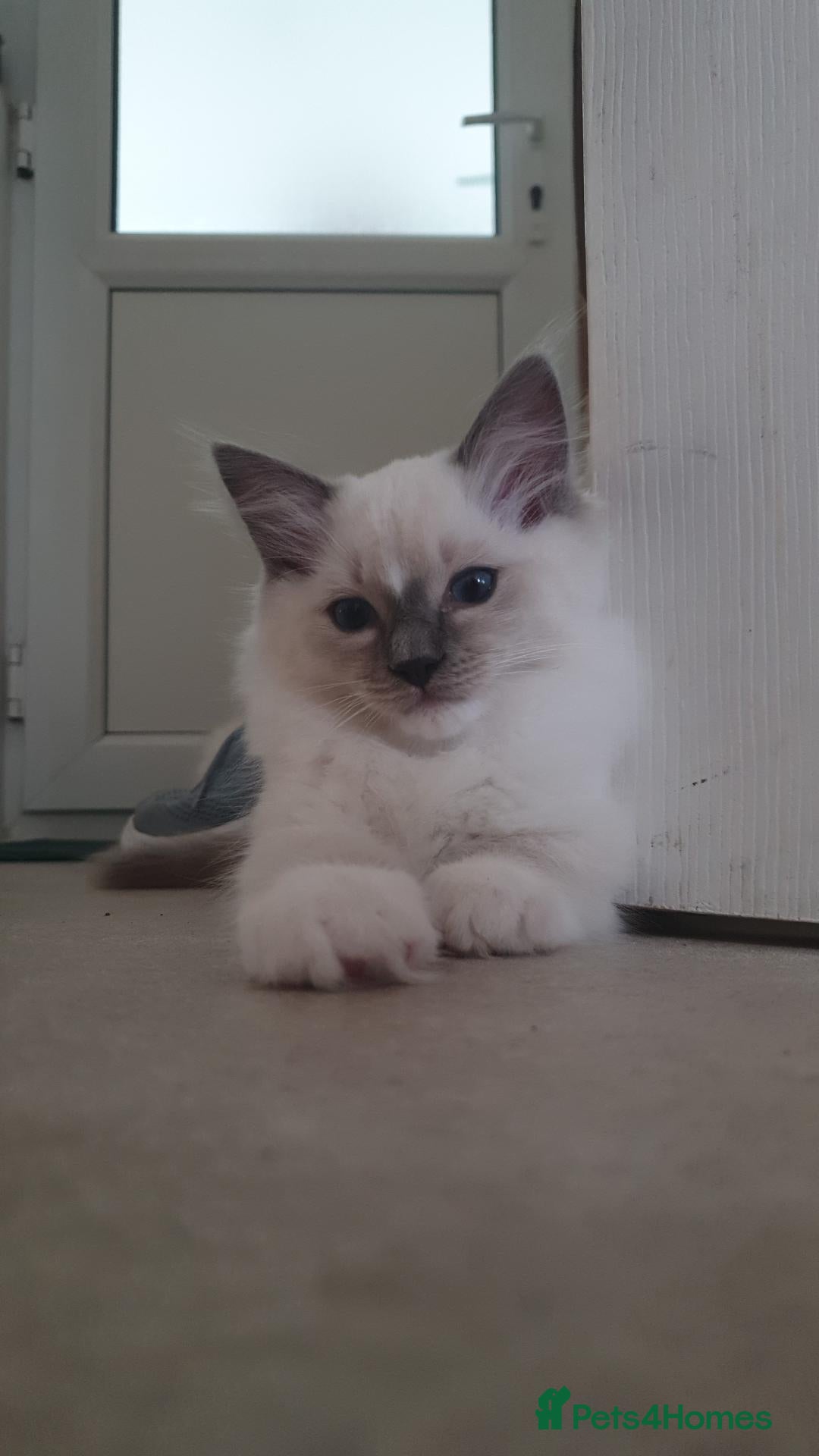 Ragdoll cats  Sold kittens - Advert 4
