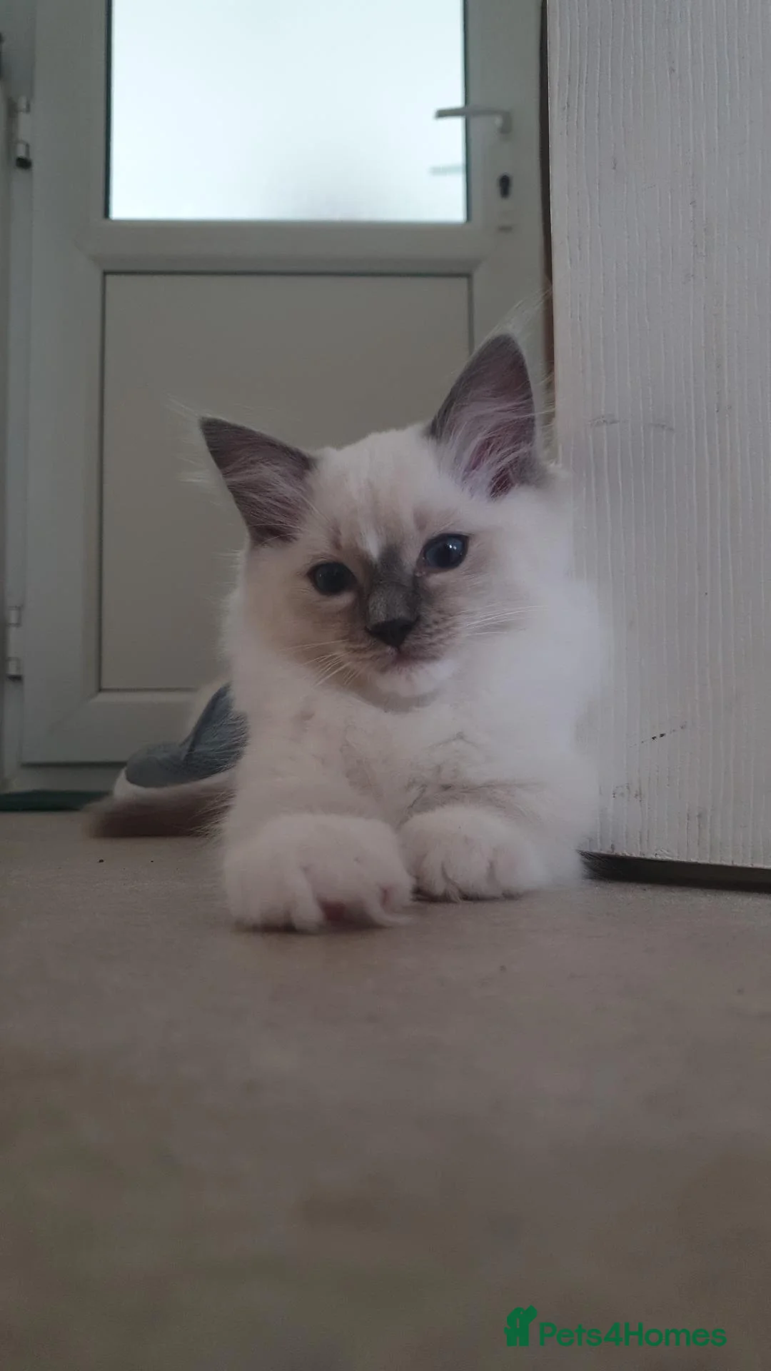 Ragdoll cats for sale:  Sold kittens - Advert 1