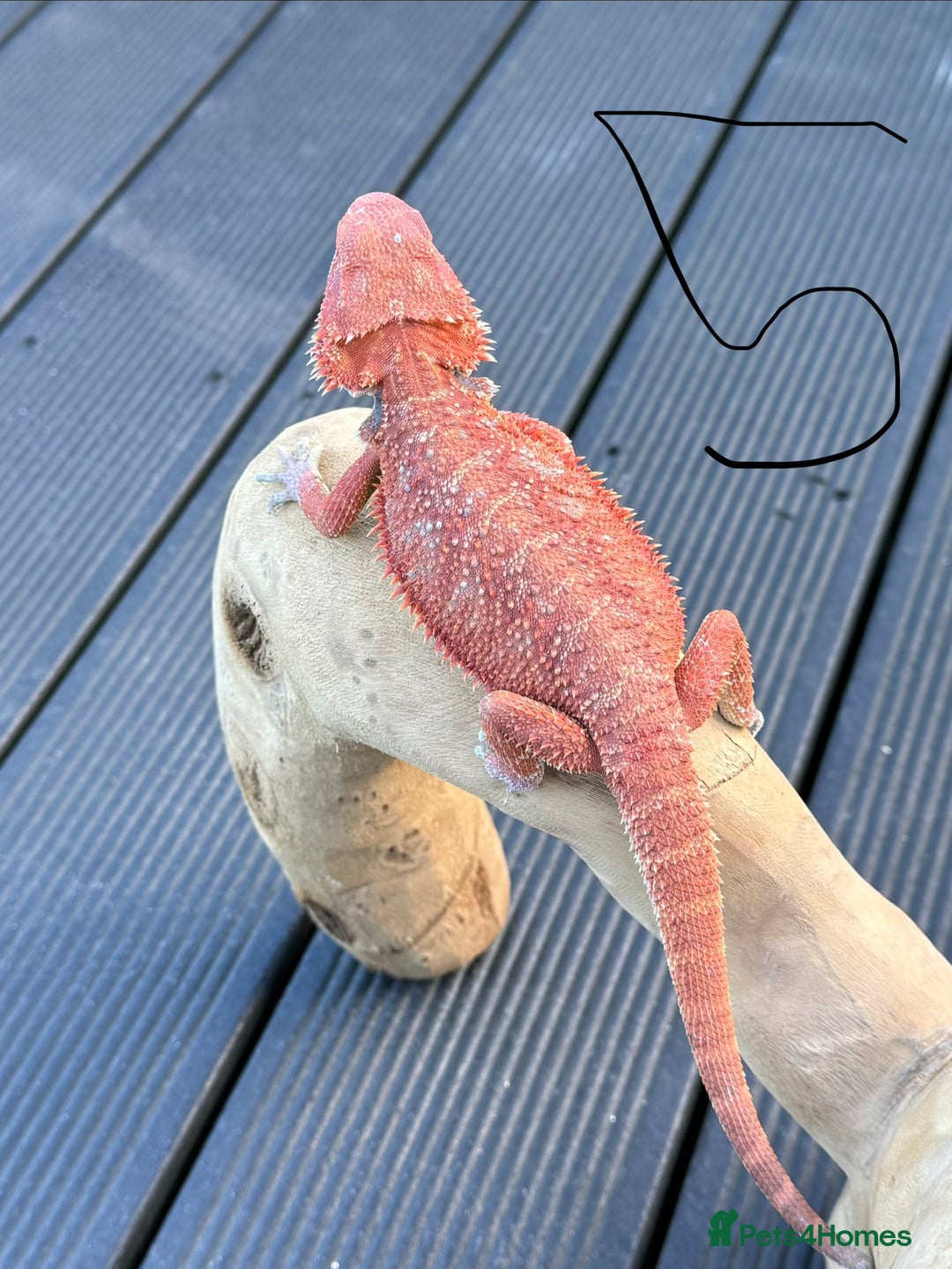 Bearded Dragon reptiles for sale: Bearded Dragon Red Monster - Advert 2