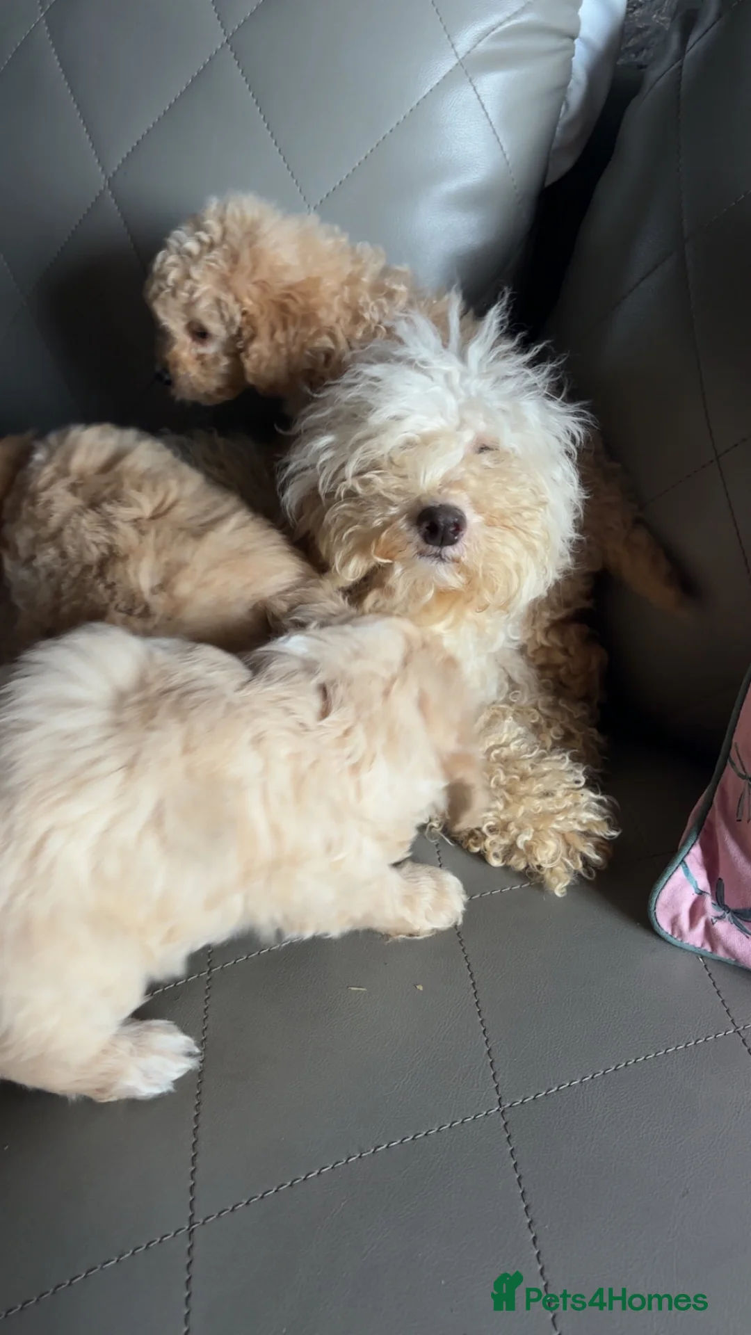 Cockapoo dogs for sale: Cockapoo puppies  - Advert 9