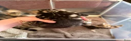 Mixed Breed cats for sale: Tabby kittens for sale  in Wakefield - Advert 8