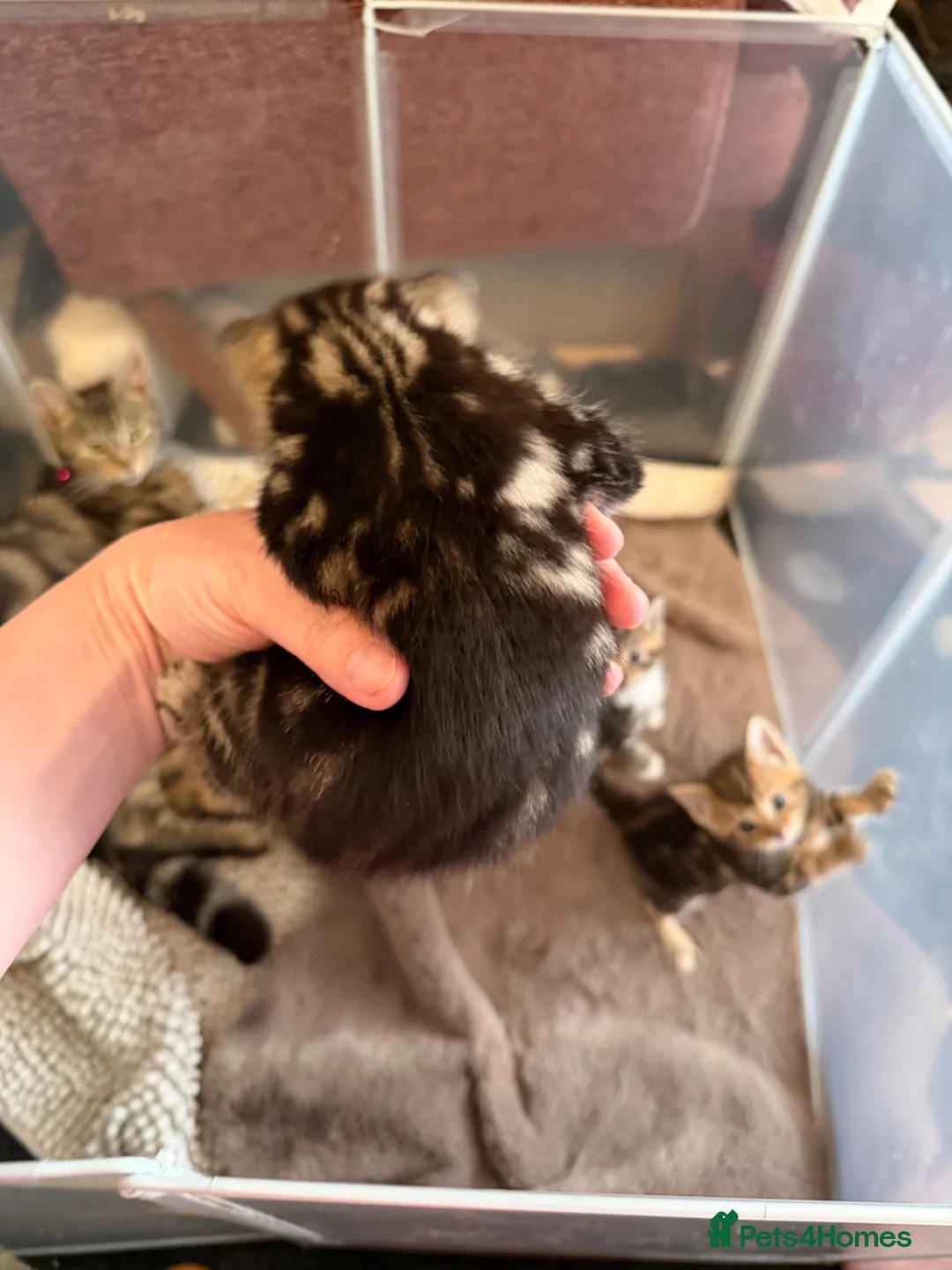Mixed Breed cats for sale: Tabby kittens for sale  in Wakefield - Advert 8