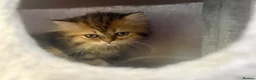 Persian cats for sale: Golden Chinchilla Female Persian kittens - Advert 5